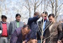 Div Com Kashmir inaugurates Chinar Plantation Drive at Nishat Garden
