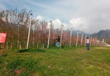 Spring Blossom Fest turns big hit among tourists, locals; hundreds throng Zawoora Garden