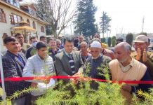Forest Department starts public distribution, sale of Conifer plants at Bijbehara