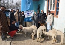 SHD Kulgam provides 06 Hoggets to sheep breeder