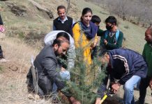 VC, LCMA kick starts plantation drive