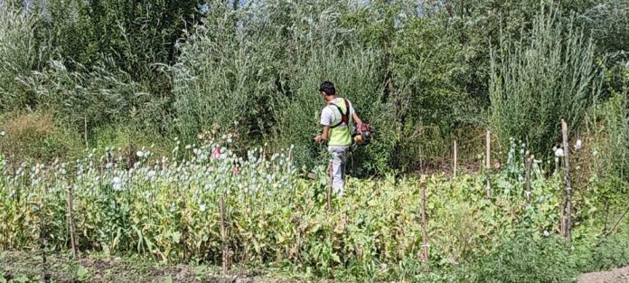 Massive crackdown on illegal poppy cultivation in Pulwama 18-