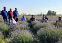 Director Agriculture Kashmir visits SM Farm Allowpora