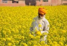 Mustard selling below MSP in Haryana, farmers cry for help