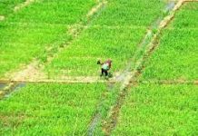 Govt allows 5 firms for cluster farming with Rs 750cr investment