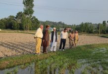 Director Agriculture visits different areas of Budgam district