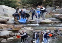 Fisheries Department Kupwara Stocks Brown Trout Fingerlings in Designated Trout Streams