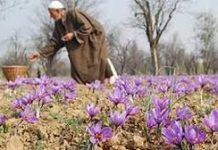 Saffron crisis deepens as production plummets to 5-10%, prices surge by 20%