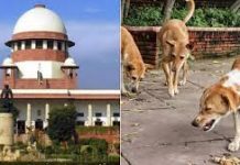 Shift stray dogs from institutional areas, cattle from highways: Supreme Court