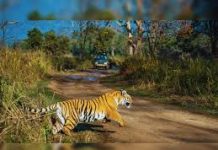 SC directs Uttarakhand govt to take steps to restore Corbett Tiger Reserve
