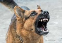 Six-year-old Thane girl dies month after dog bite