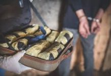 Hydroponic weed, gold, diamonds worth Rs 45 crore seized at Mumbai airport; 12 arrested