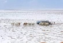 Snow in Saudi Arabia: How the desert country got its ‘rare’ winter white