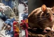 Woman dies of rat bite in ICU